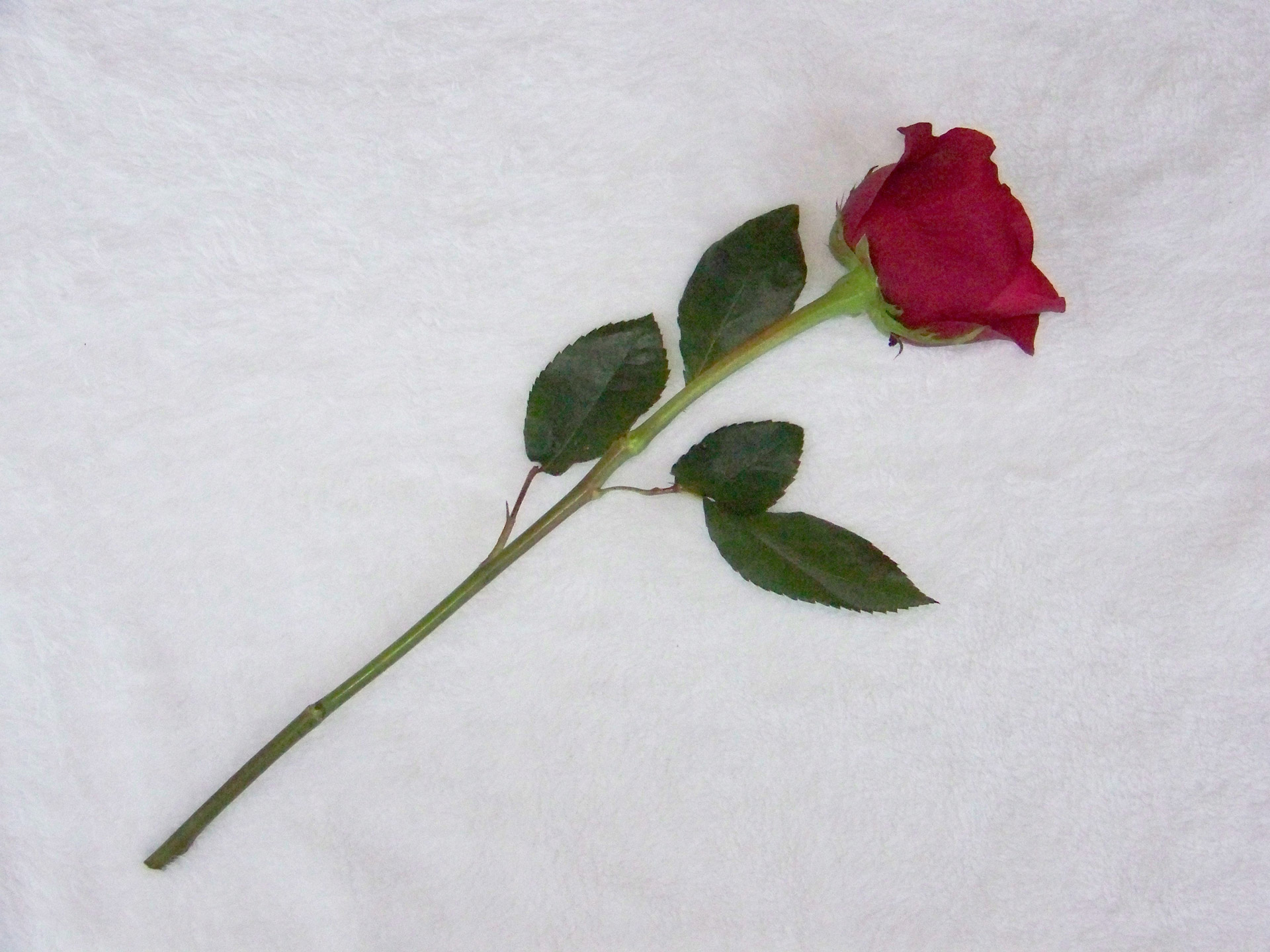 red rose valentines day free photo