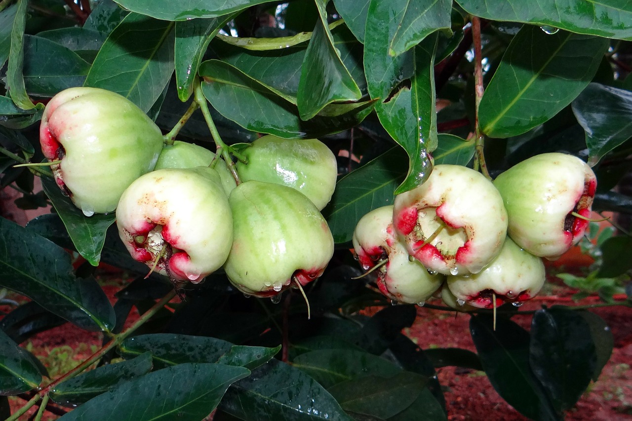 rose apple tropical india free photo