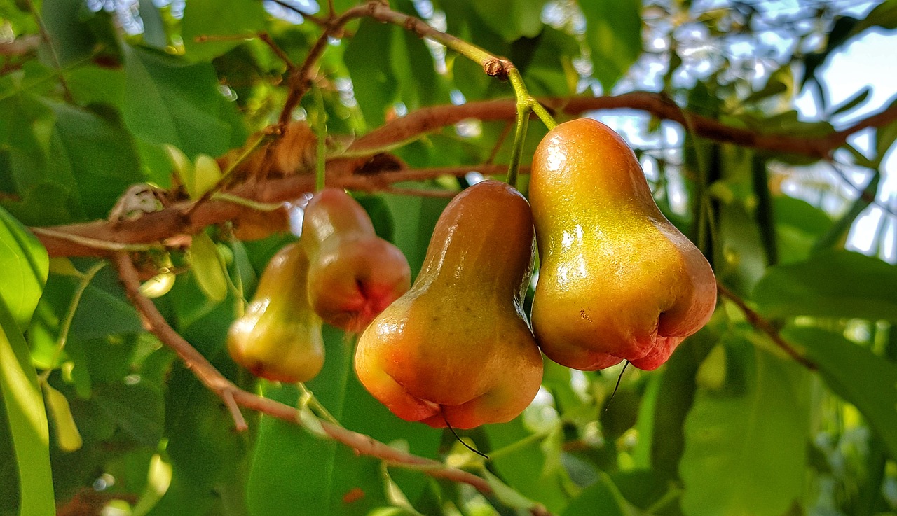 Fruit Trees - Home Gardening Apple, Cherry, Pear, Plum ...