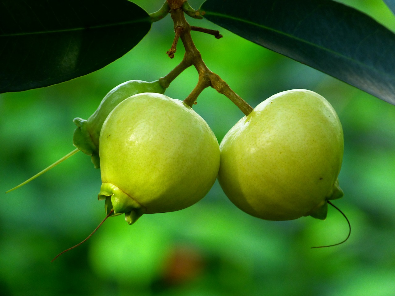 rose apple fruits tree free photo