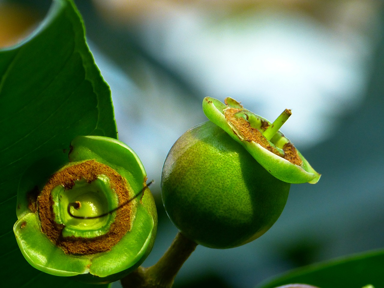 rose apple fruits tree free photo