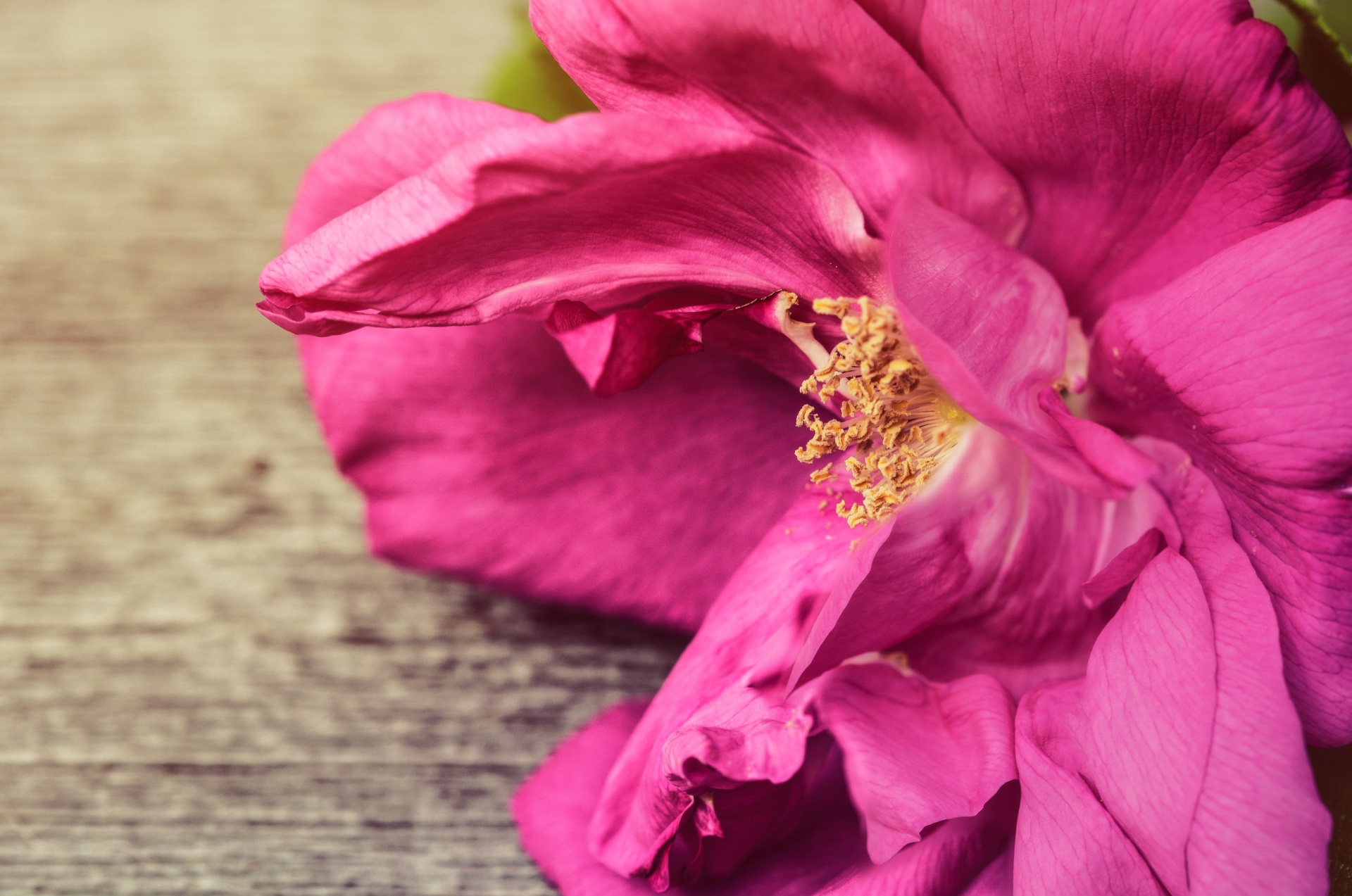 rose petals pink free photo