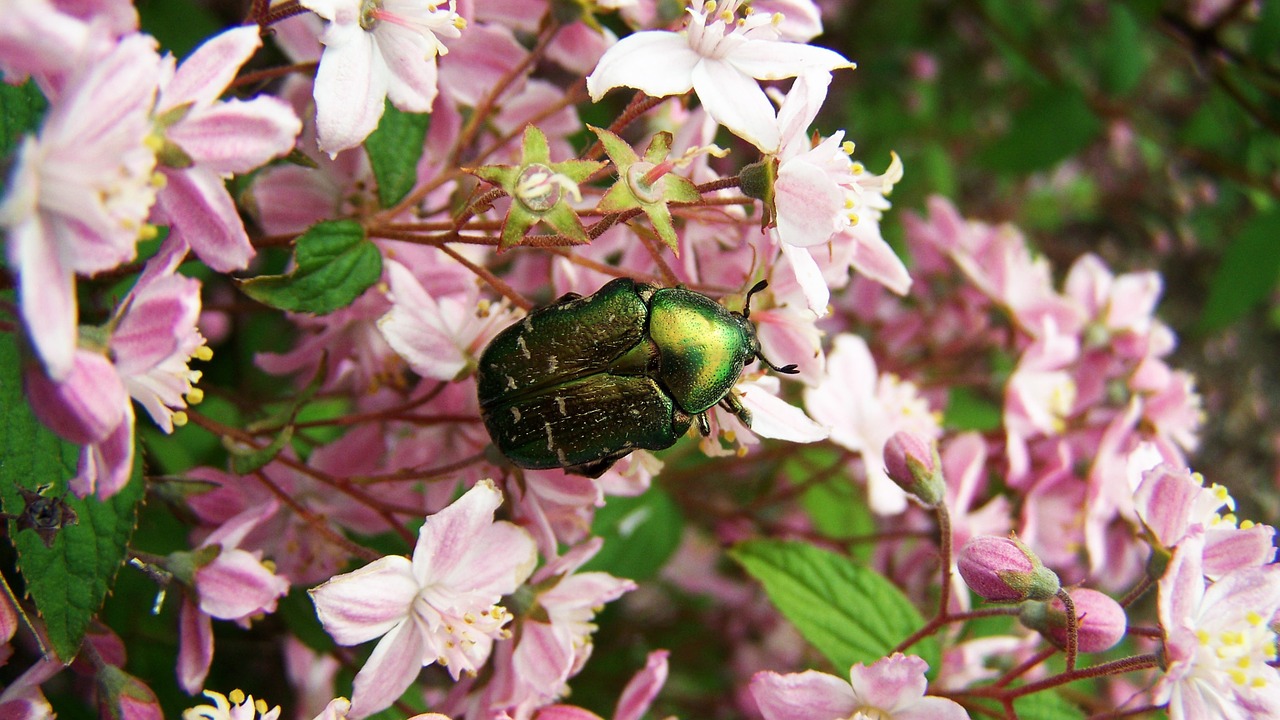 rose beetle insect nature free photo