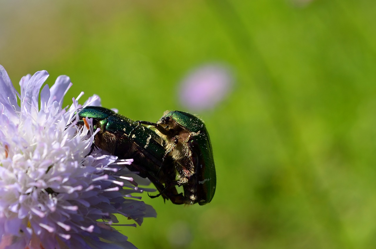 rose beetle beetle pairing free photo