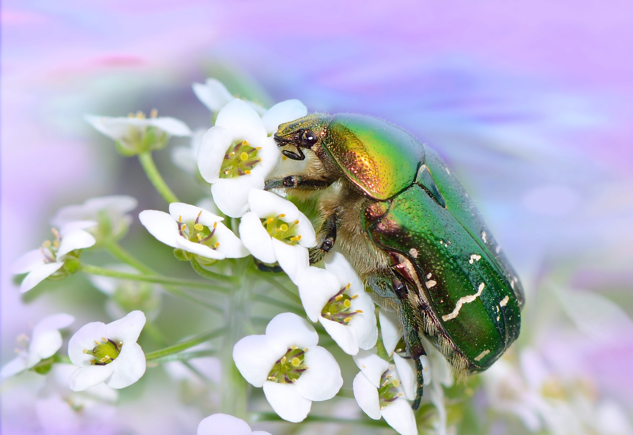rose beetle beetle insect free photo
