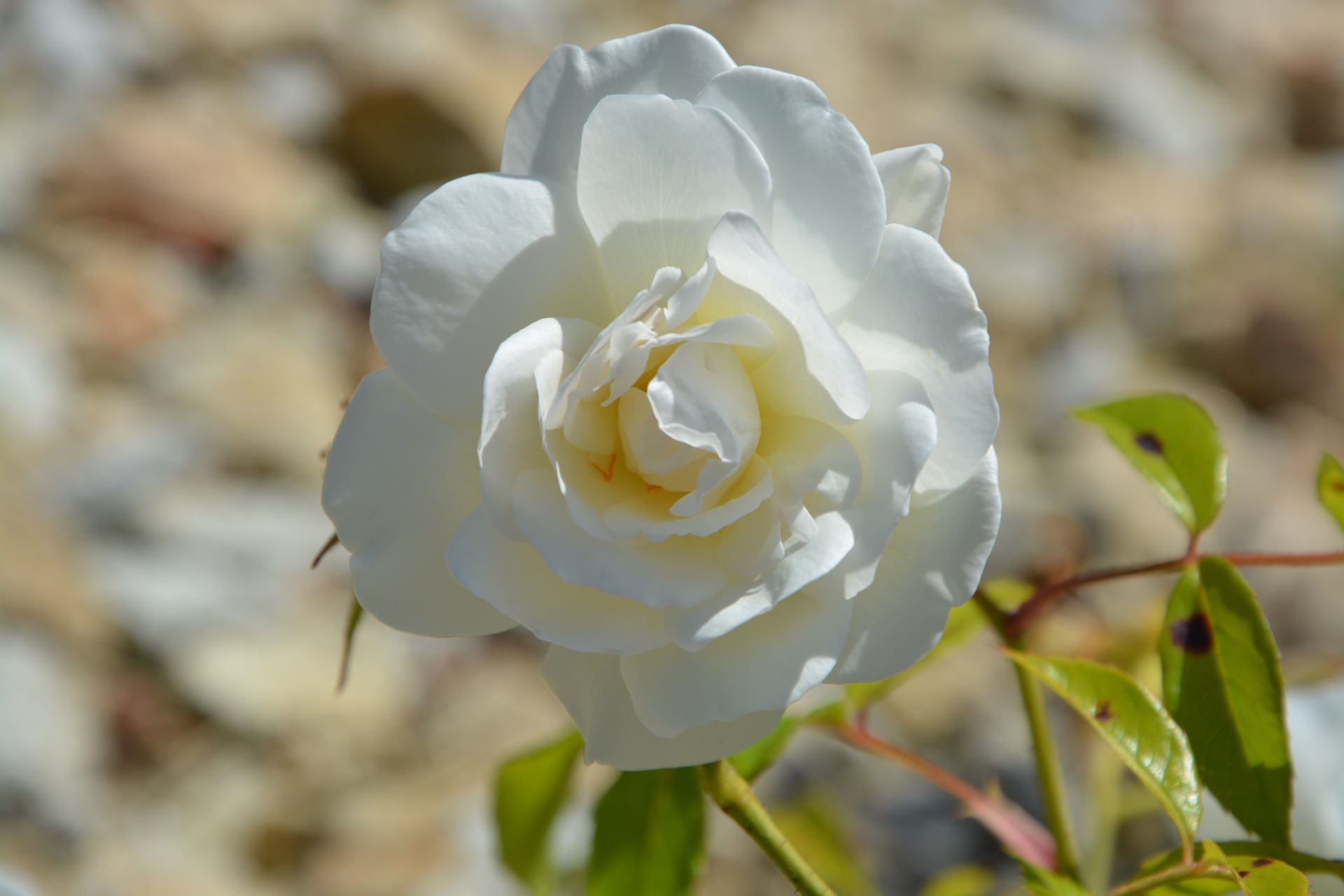 white rose nature free photo