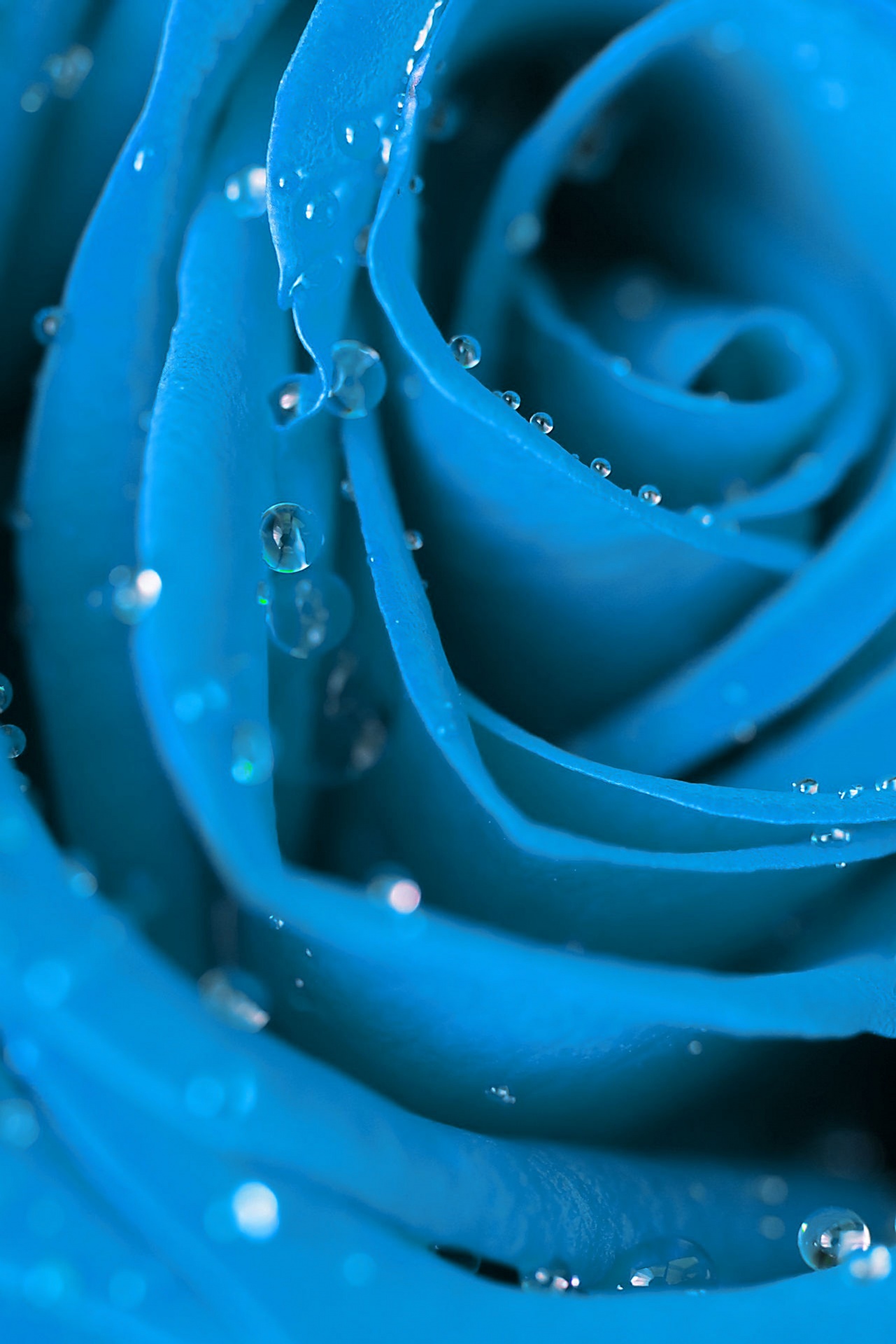 rose blue flower free photo