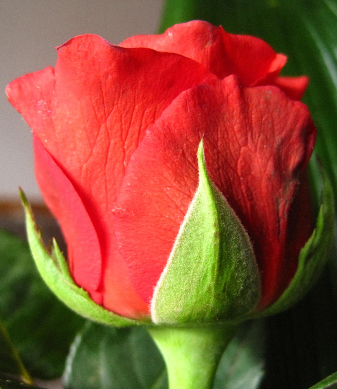 rose bloom red closeups