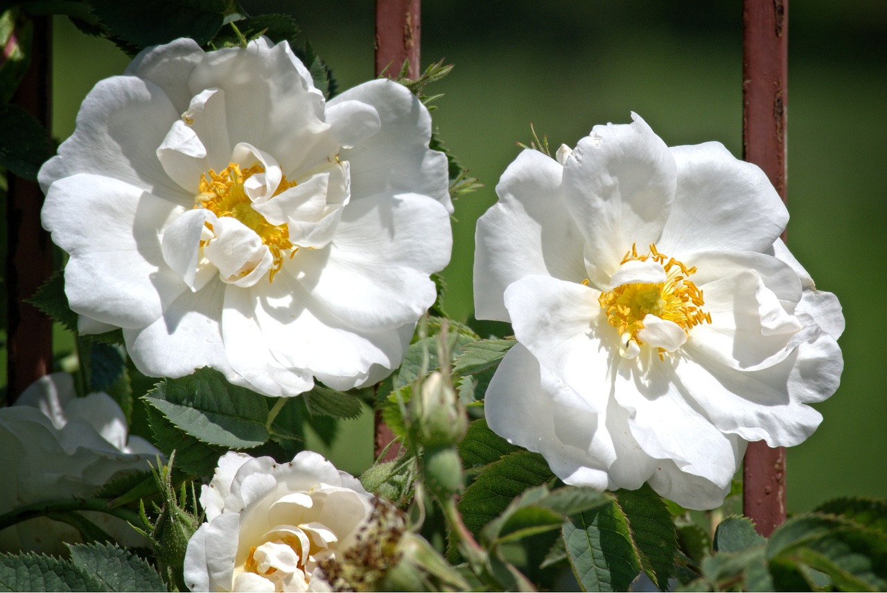 rose bloom white rose free photo