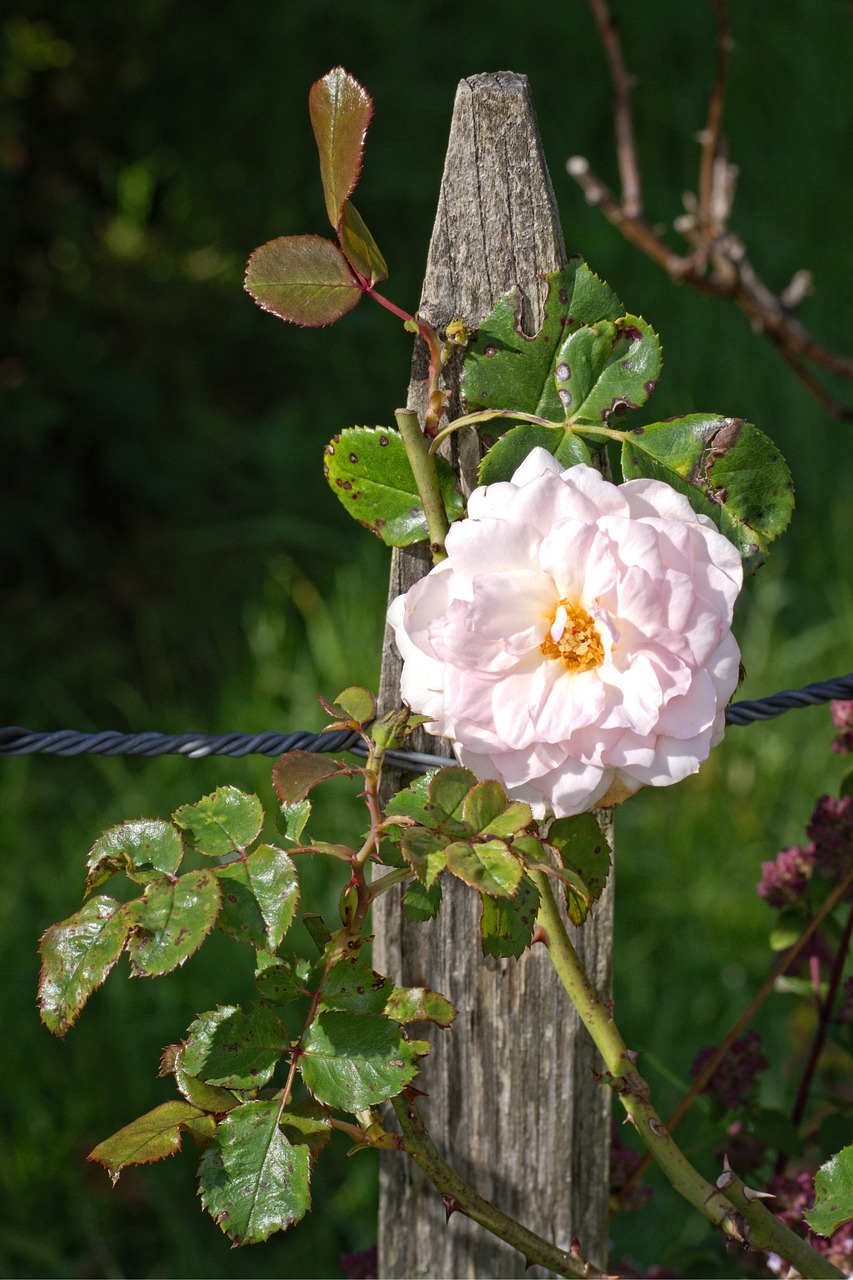 rose bloom rose fence post free photo