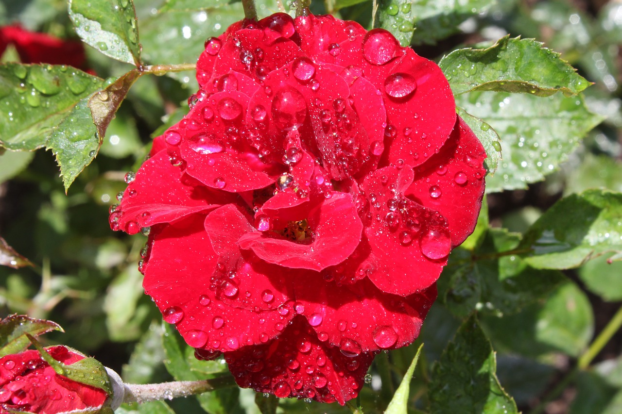 rose bloom flower red free photo