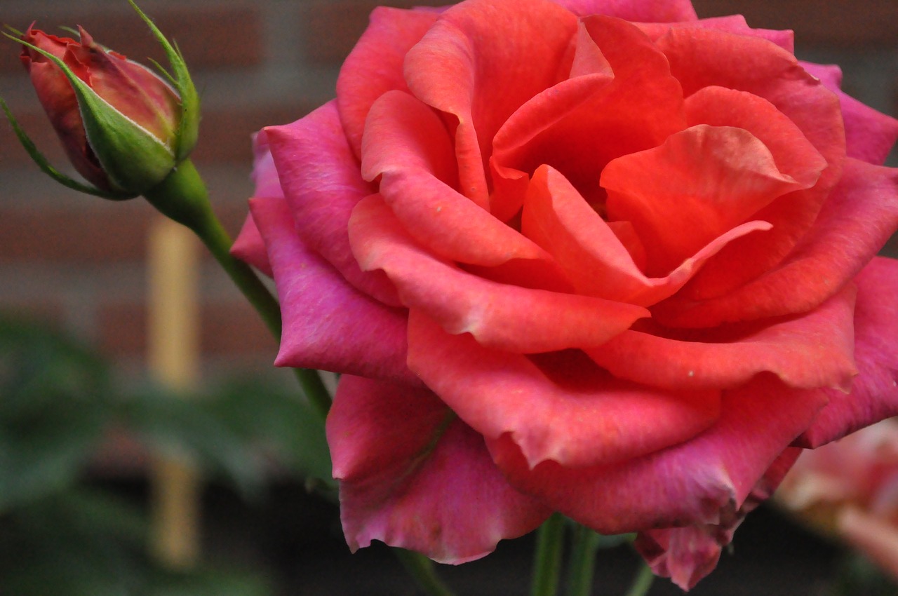 rose bloom pink flower free photo