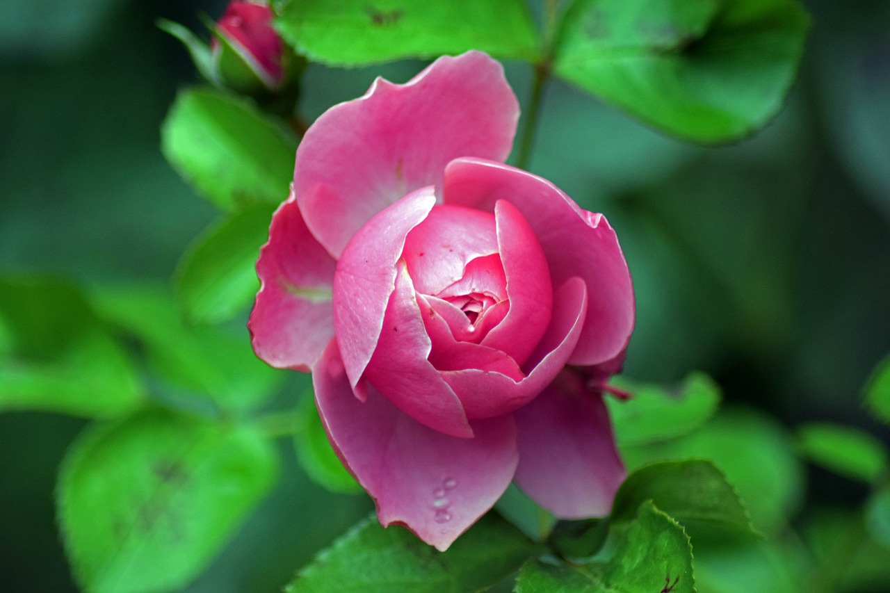 rose bloom pink pink rose free photo