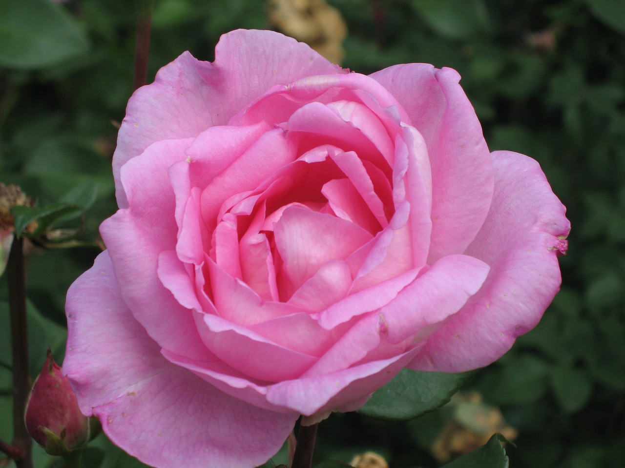 rose bloom pink pink petals free photo