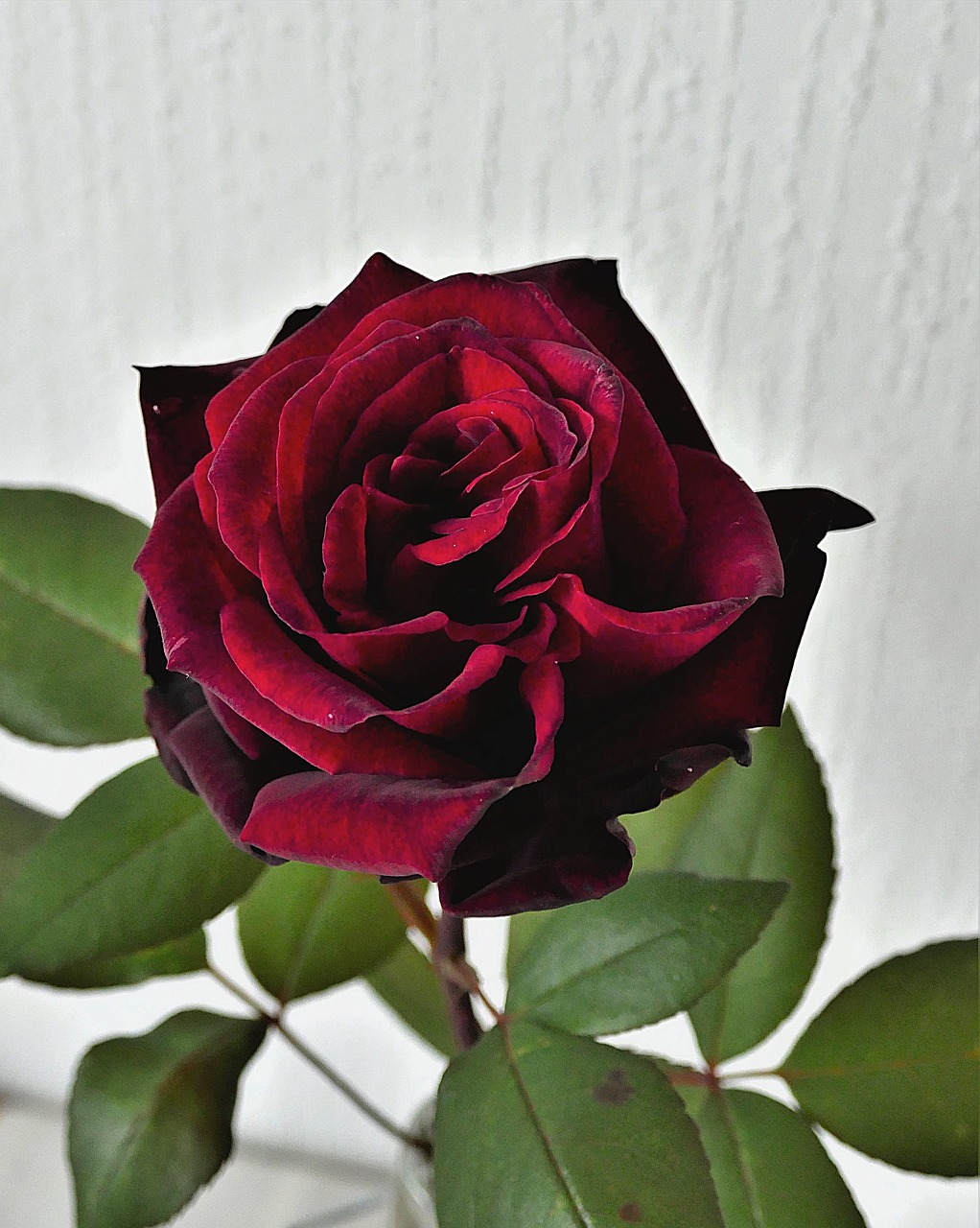 rose bloom red close free photo