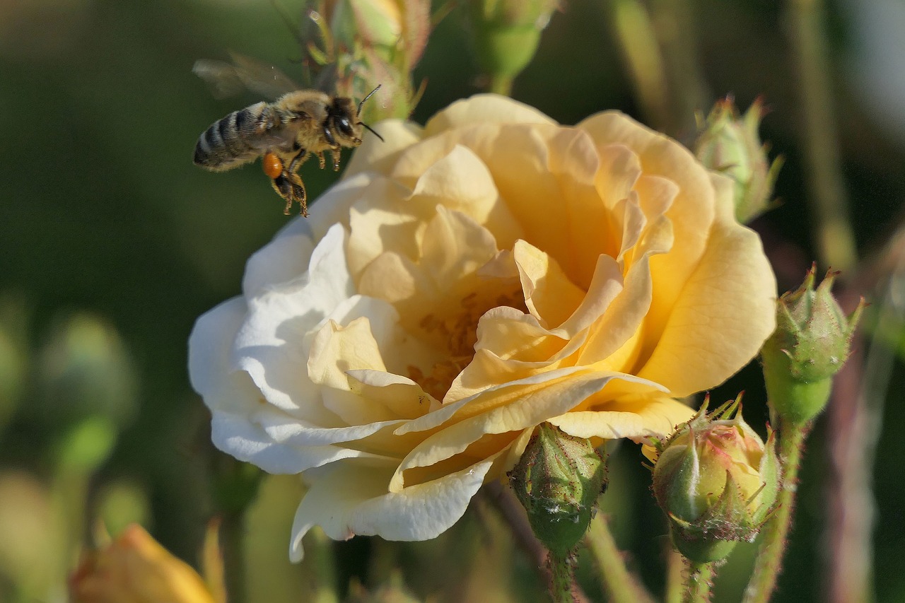 rose bloom  honey bee  close up free photo