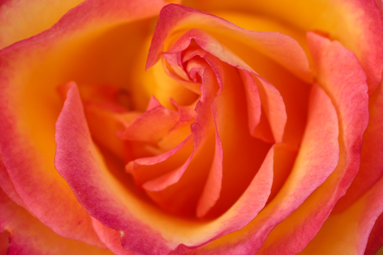 Pink Orange. Rose close-up Wallpaper 4k.