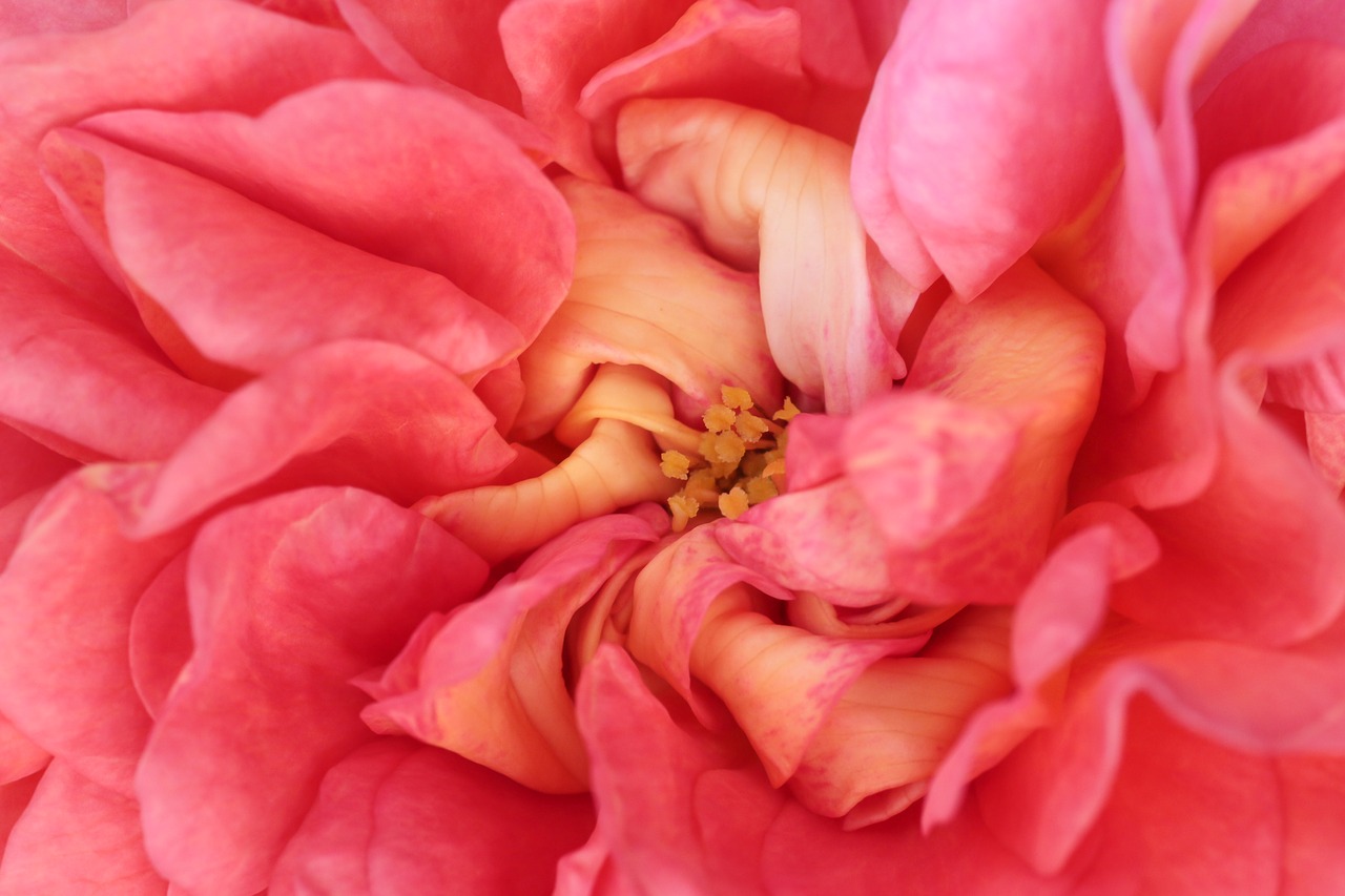 rose bloom  close up  red free photo