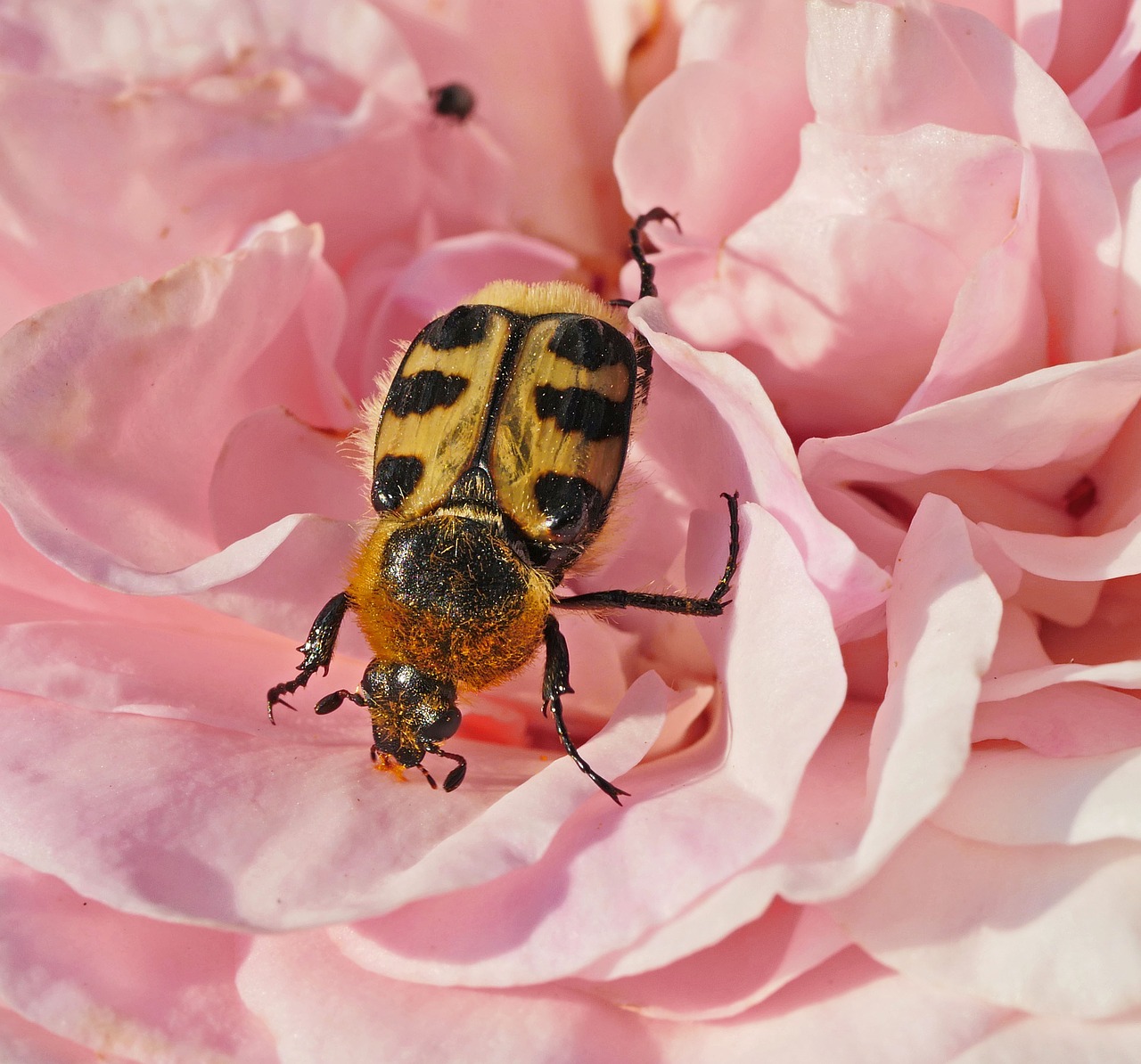 rose bloom  beetle  yellow black free photo