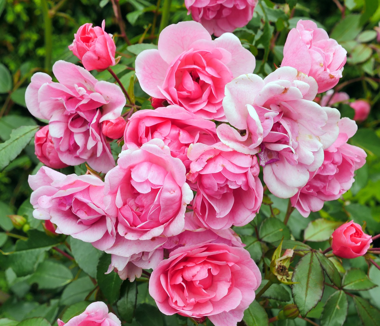 rose bloom  bush rose  lush free photo