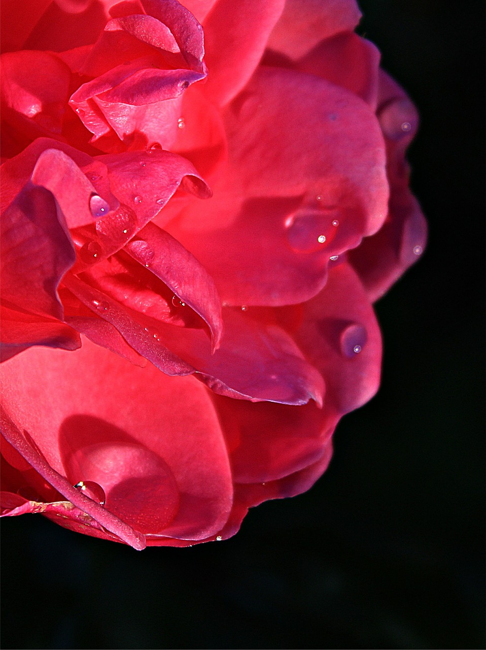rose bloom red seduction free photo