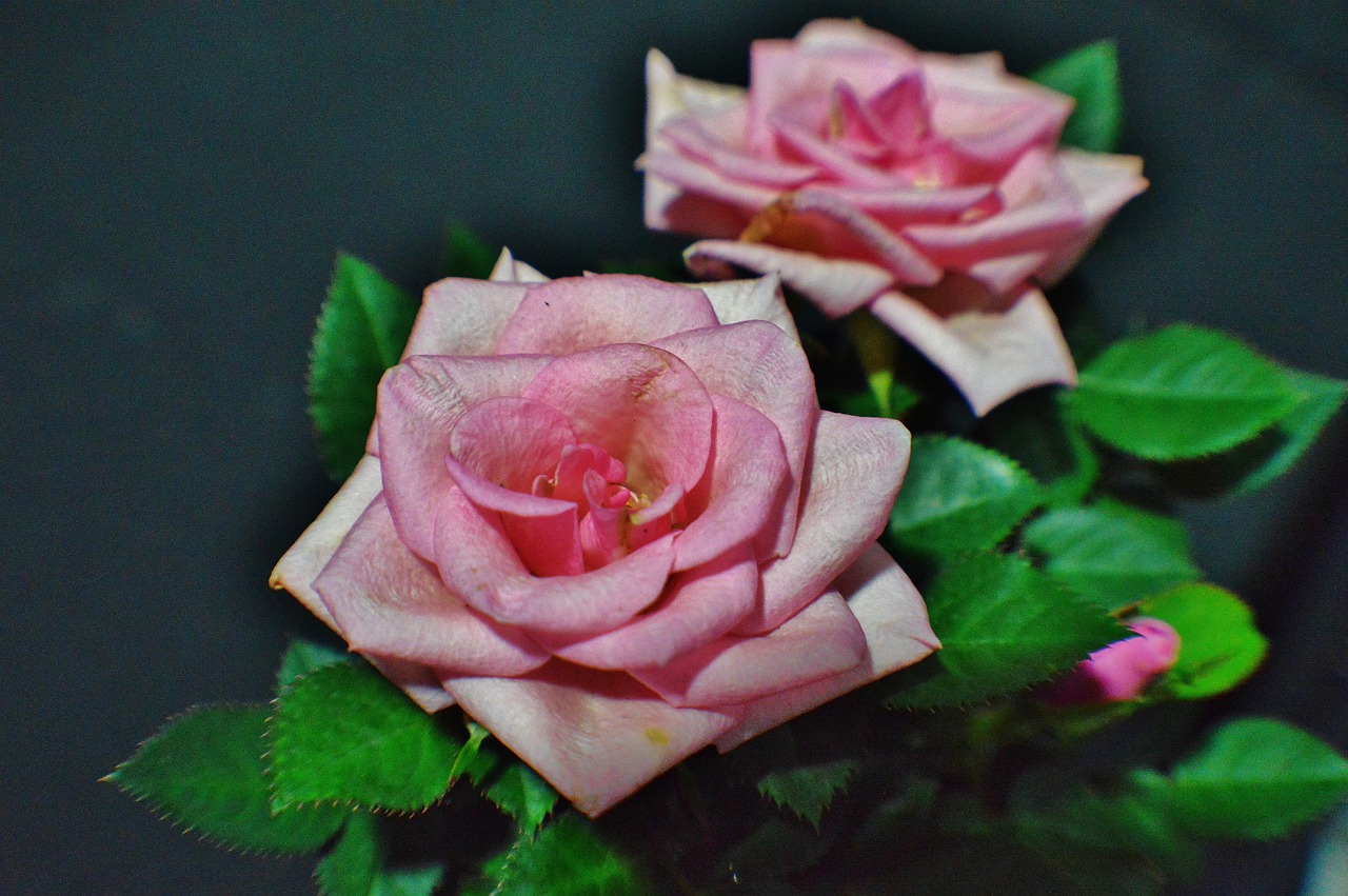 rose bloom pink pot rose free photo