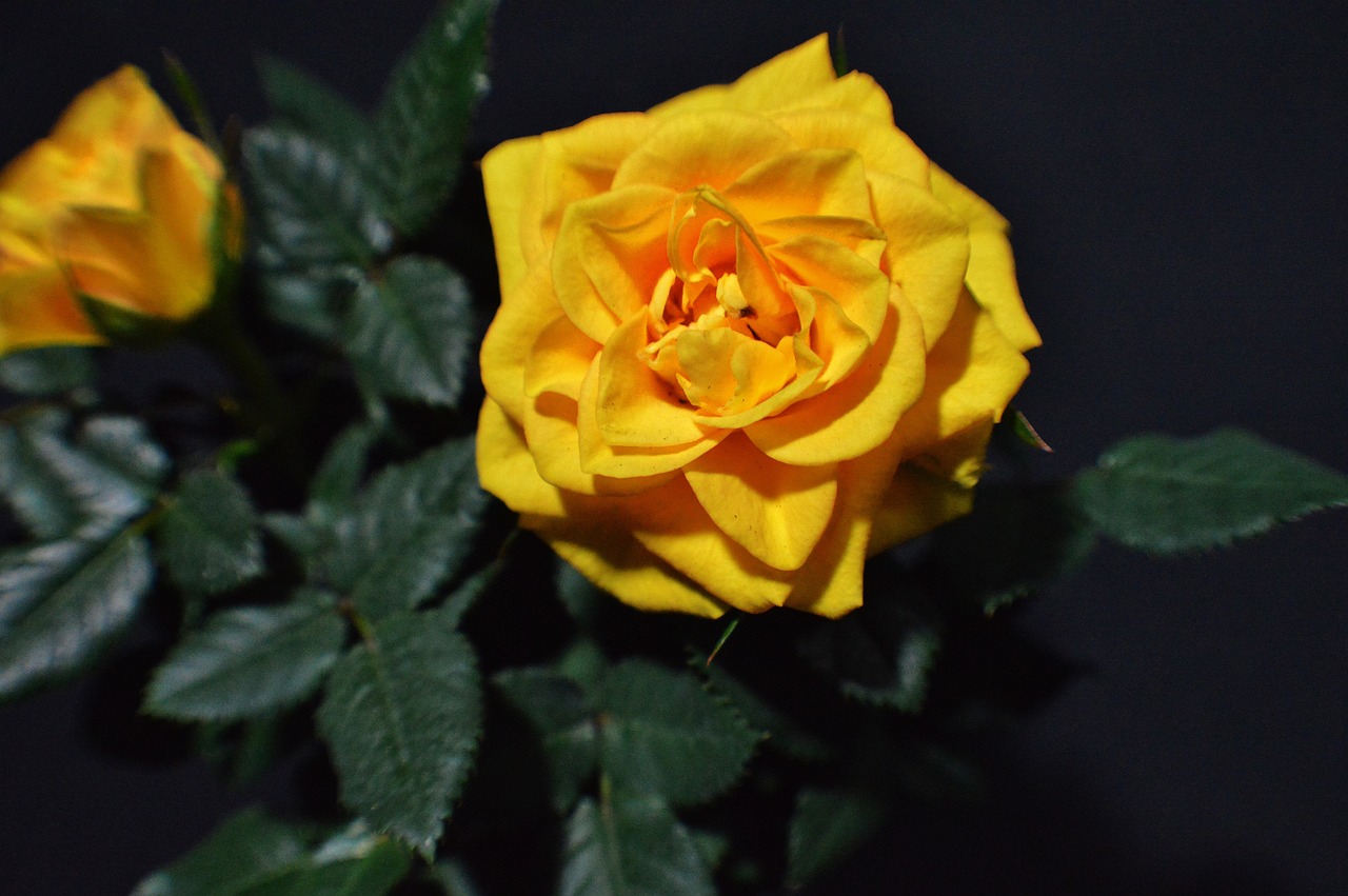 rose bloom yellow close free photo