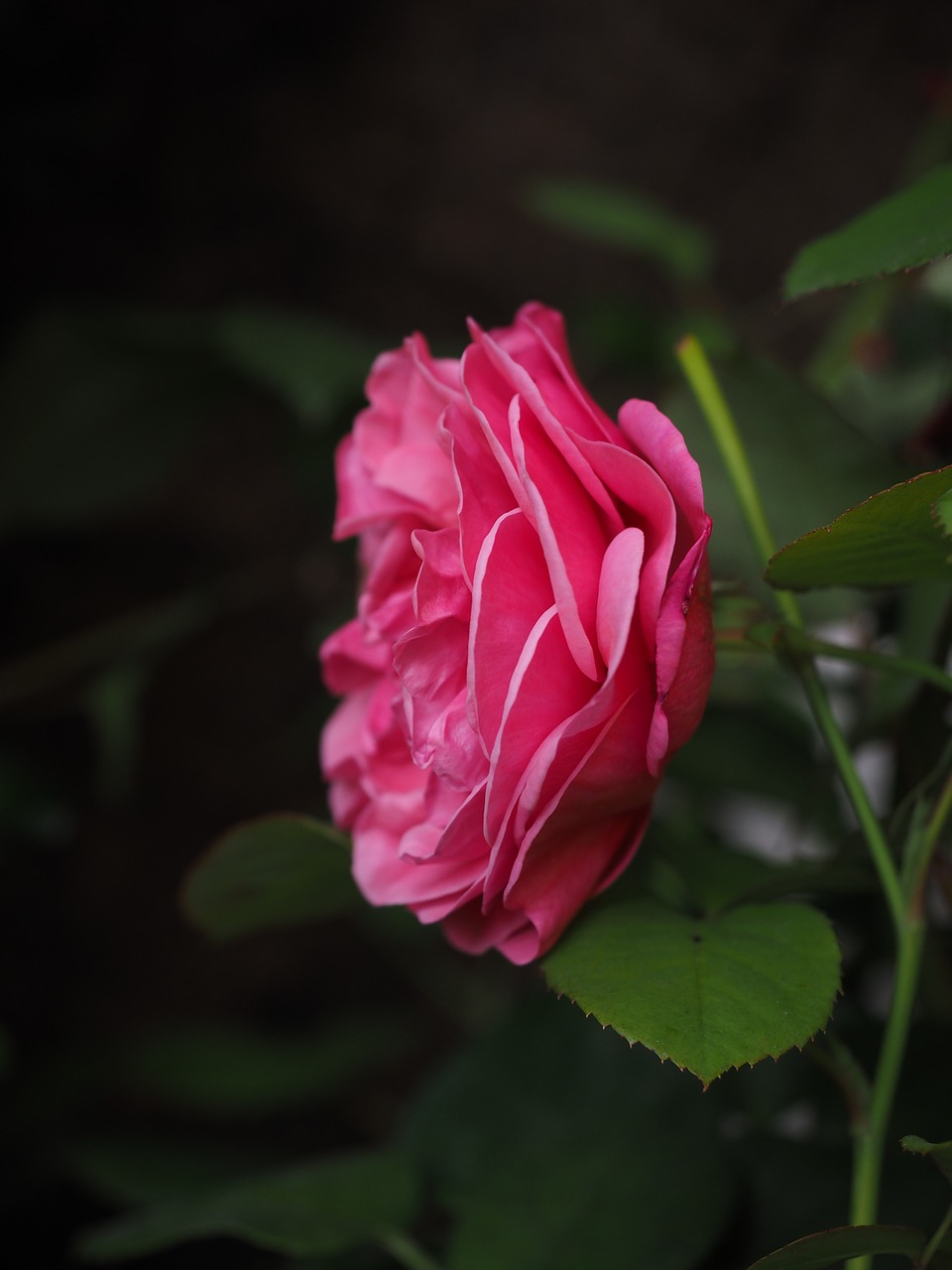 rose bloom pink rose free photo