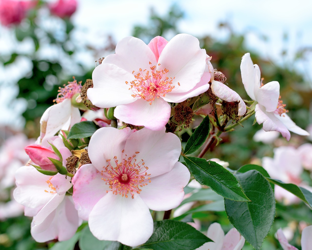 rose bloom pink tender free photo