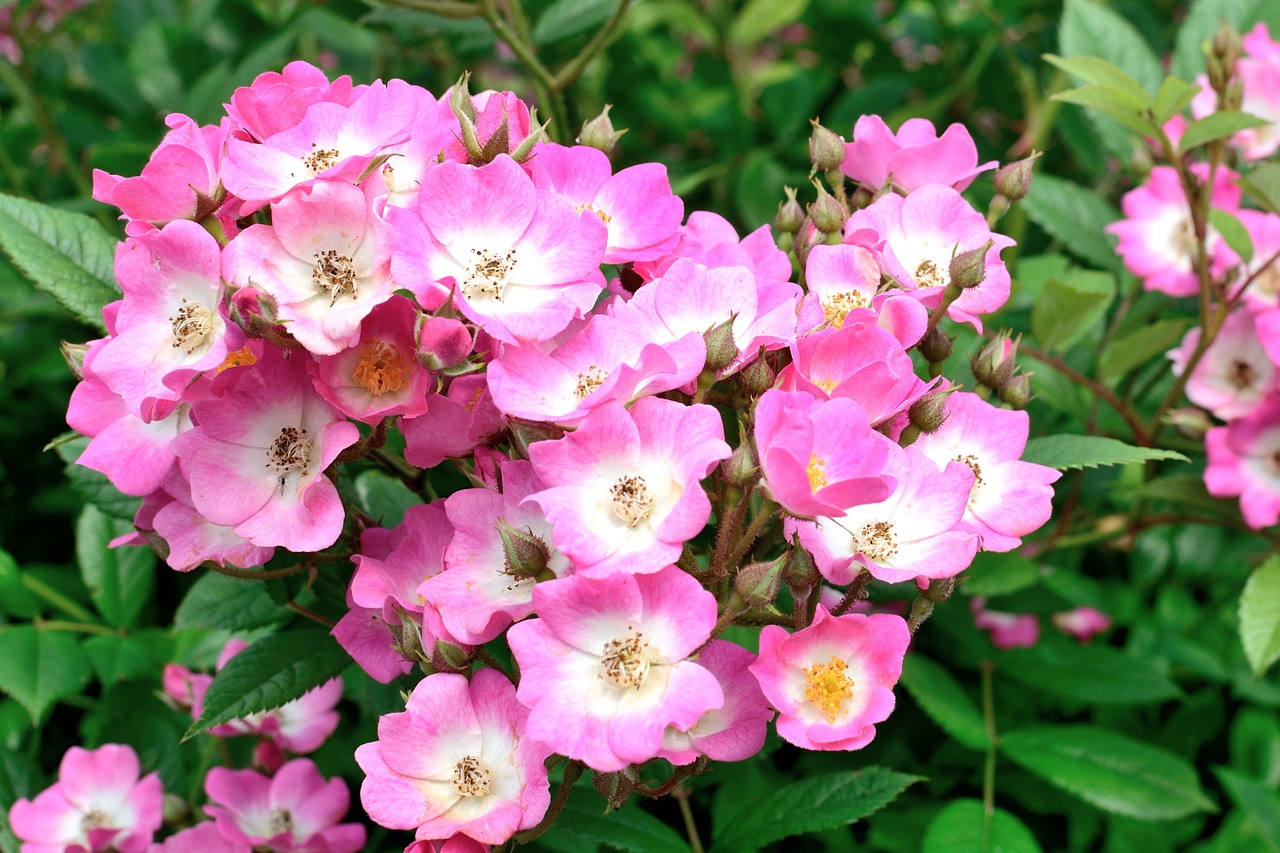 rose bloom pink tender free photo