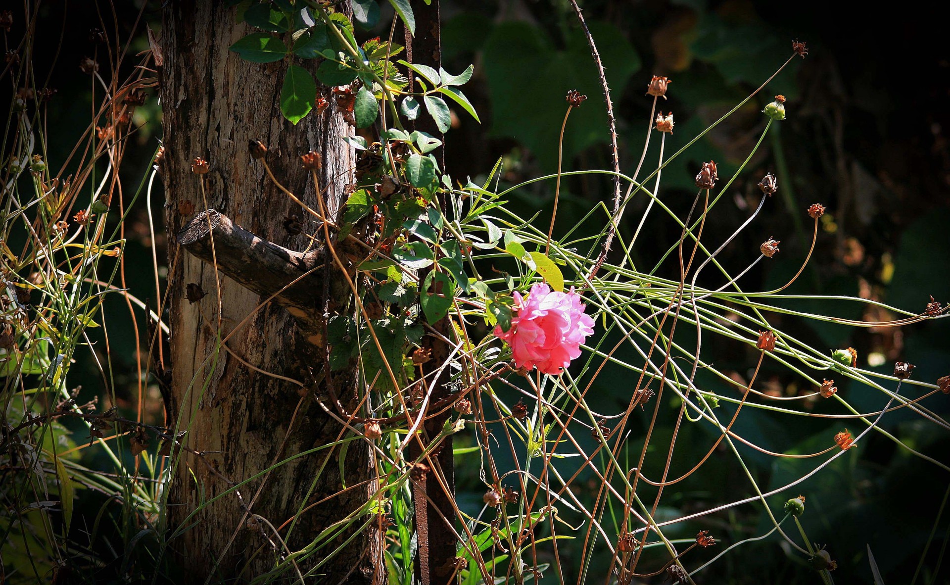 flower rose pink free photo