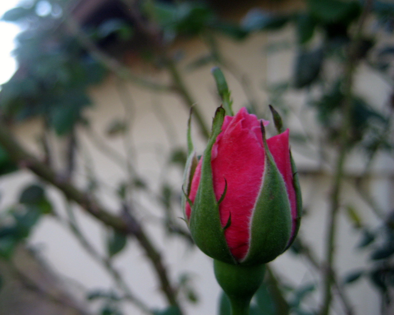 rose flower red free photo