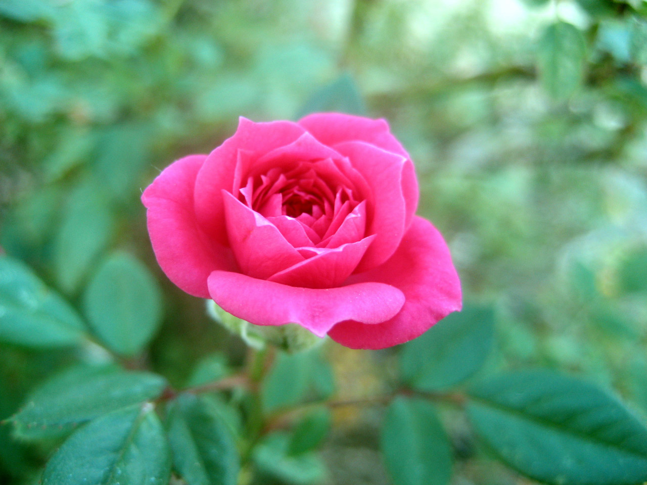 rose flower red free photo