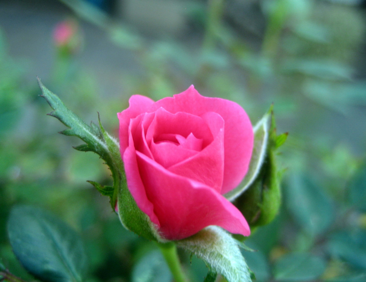 rose flower red free photo