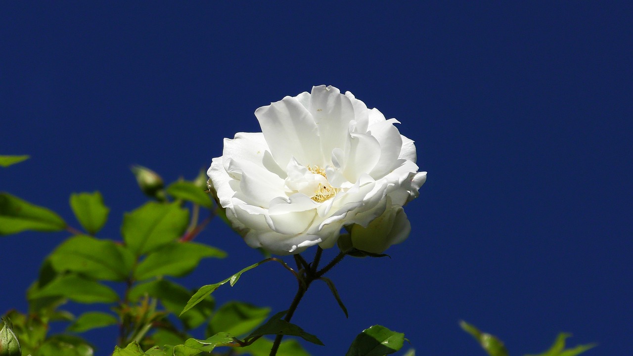 Edit free photo of Rose blooms,rose bloom,flower,white,wedding ...