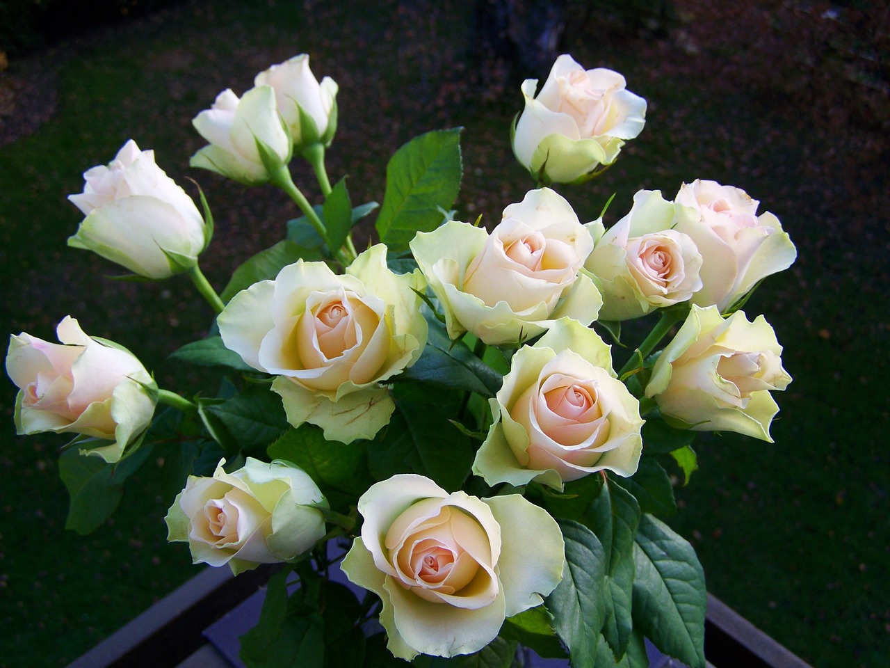 rose bouquet white-pink cut flower free photo