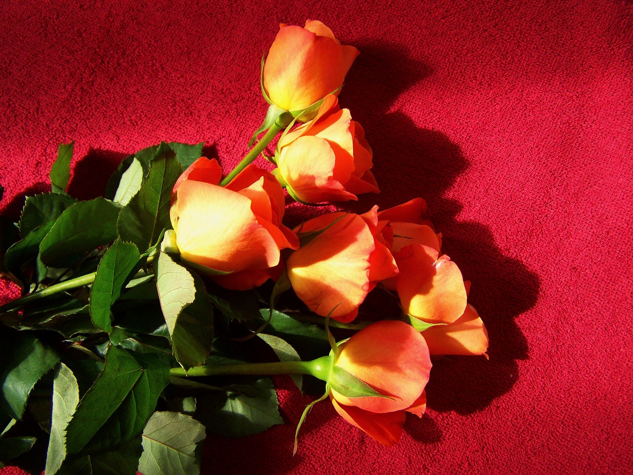 rose bouquet cut flowers orange free photo