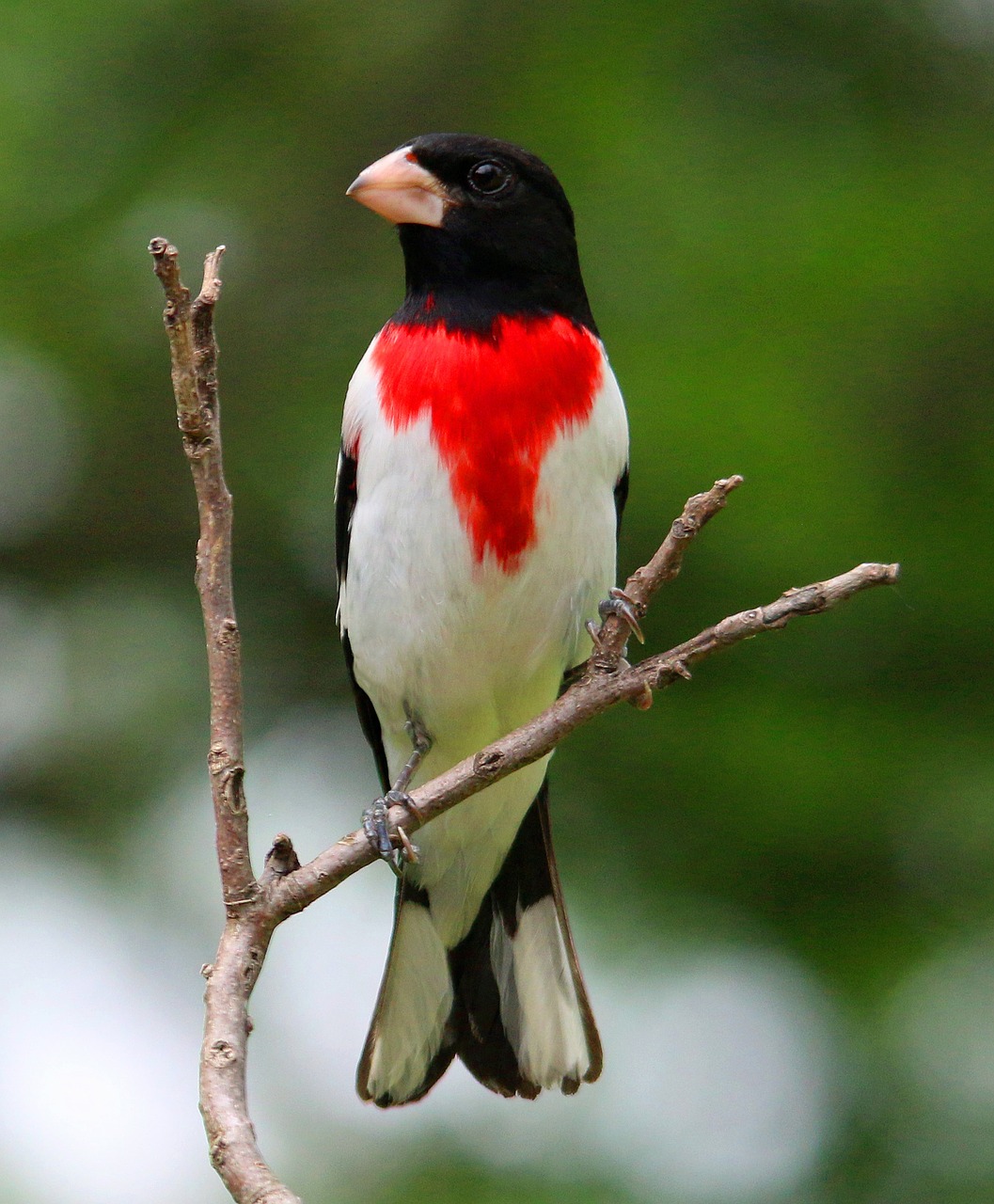 rose-breasted grosbeak rose grosbeak free photo