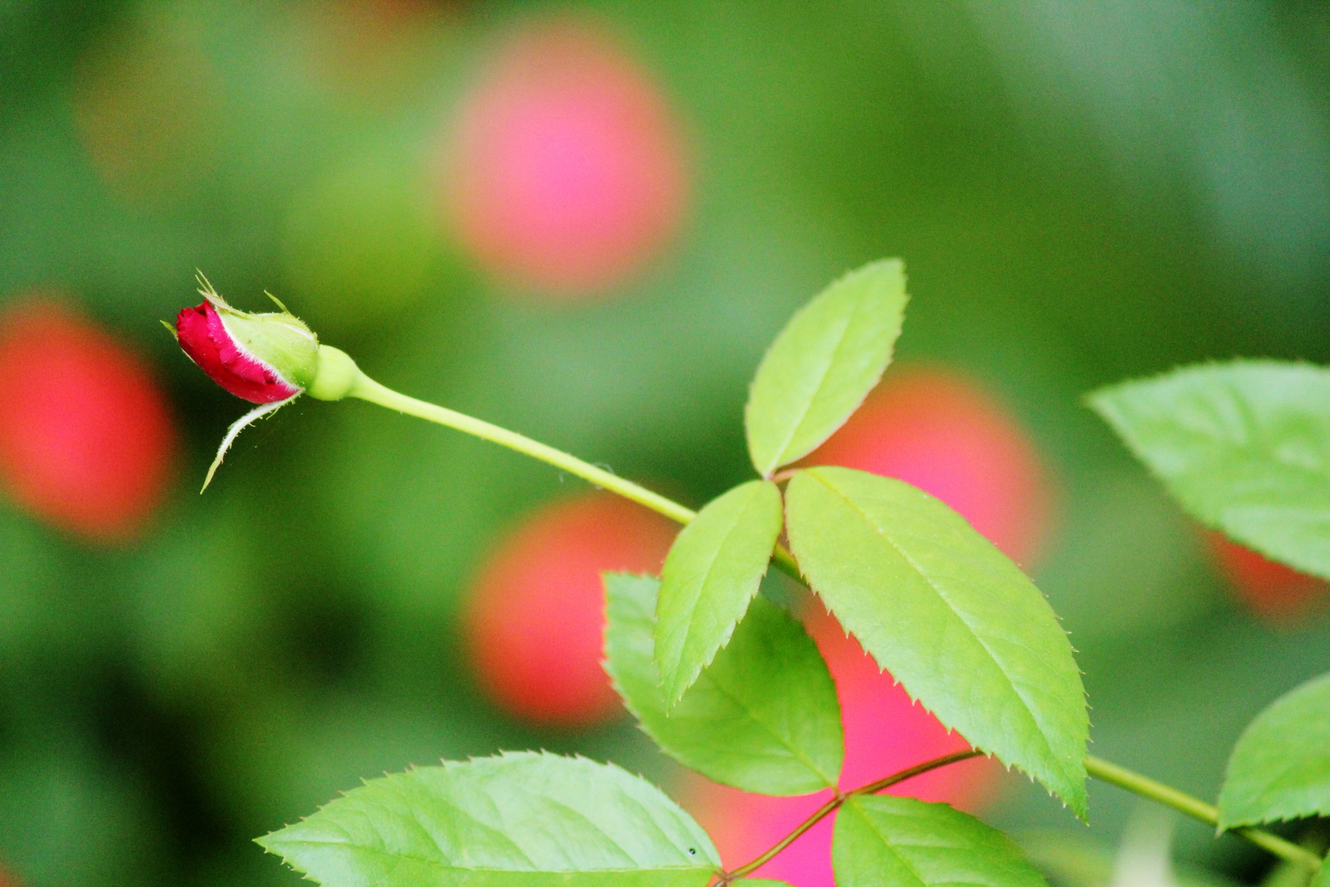 rose bud rose vines free photo