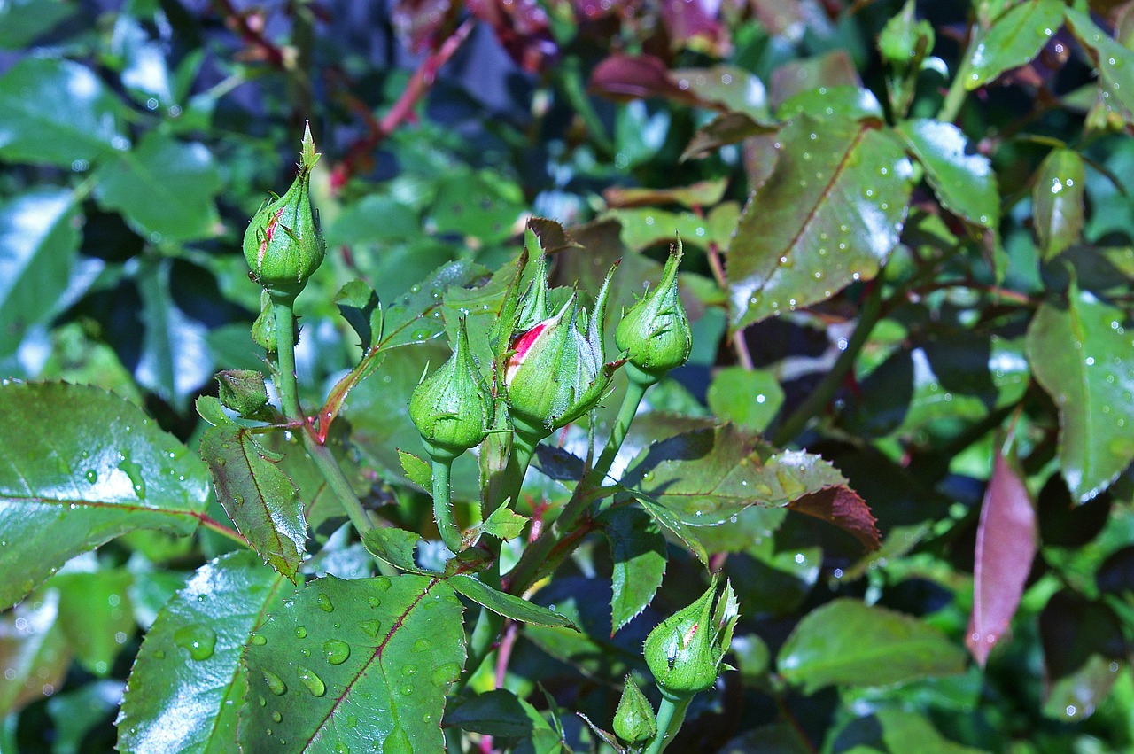 rose bud rose petals new growth free photo