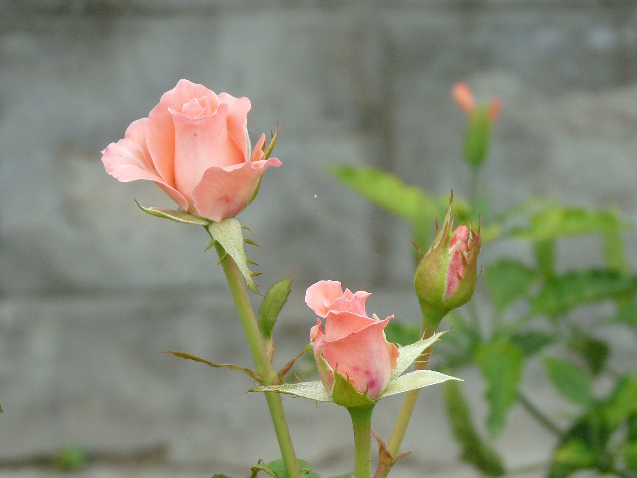 rose bud rose floral free photo