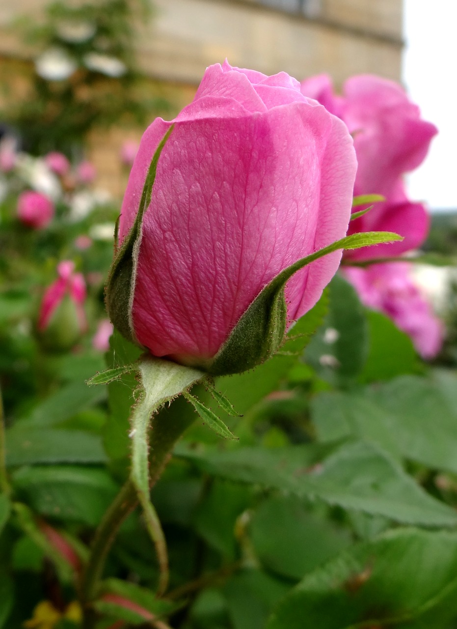 rose bud pink rose bud free photo