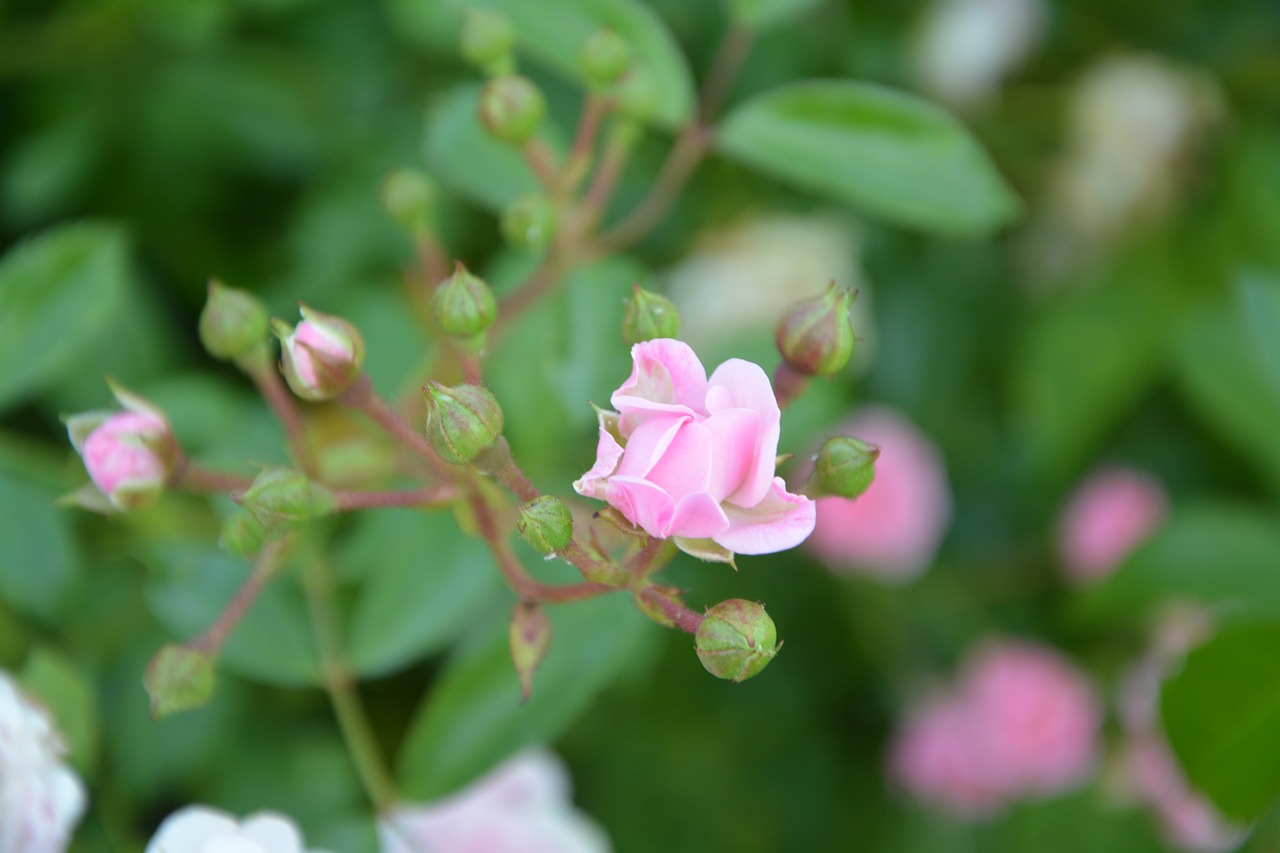 rose bud rosebush pink free photo