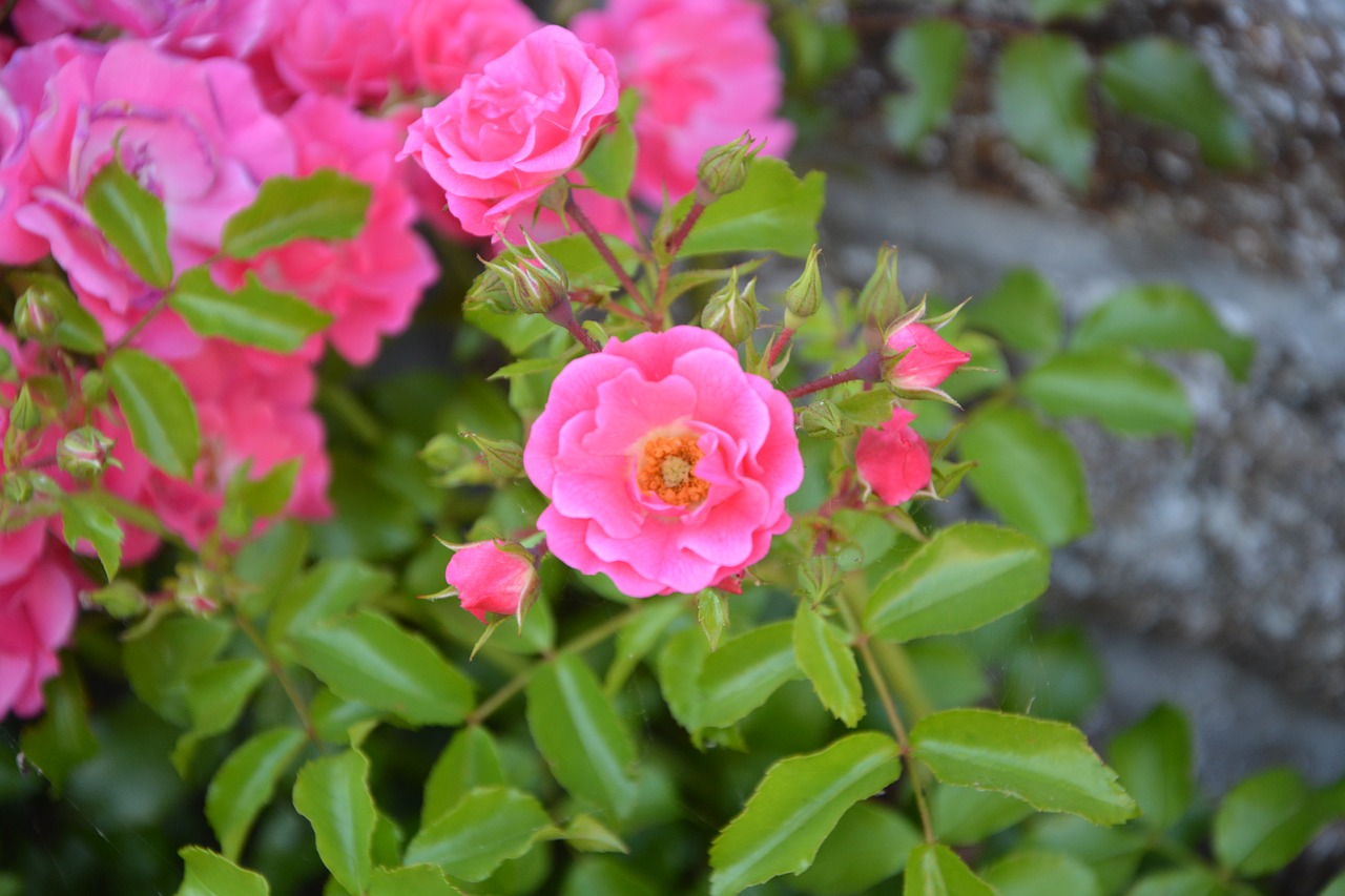 rose bud rosebush pink free photo