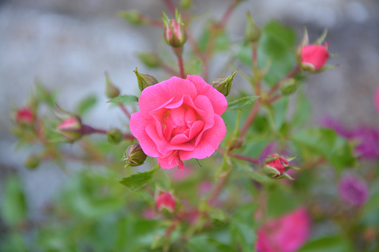 rose bud rosebush pink free photo