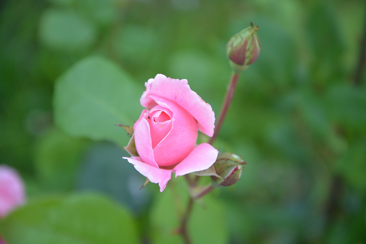 rose bud color pink green free photo