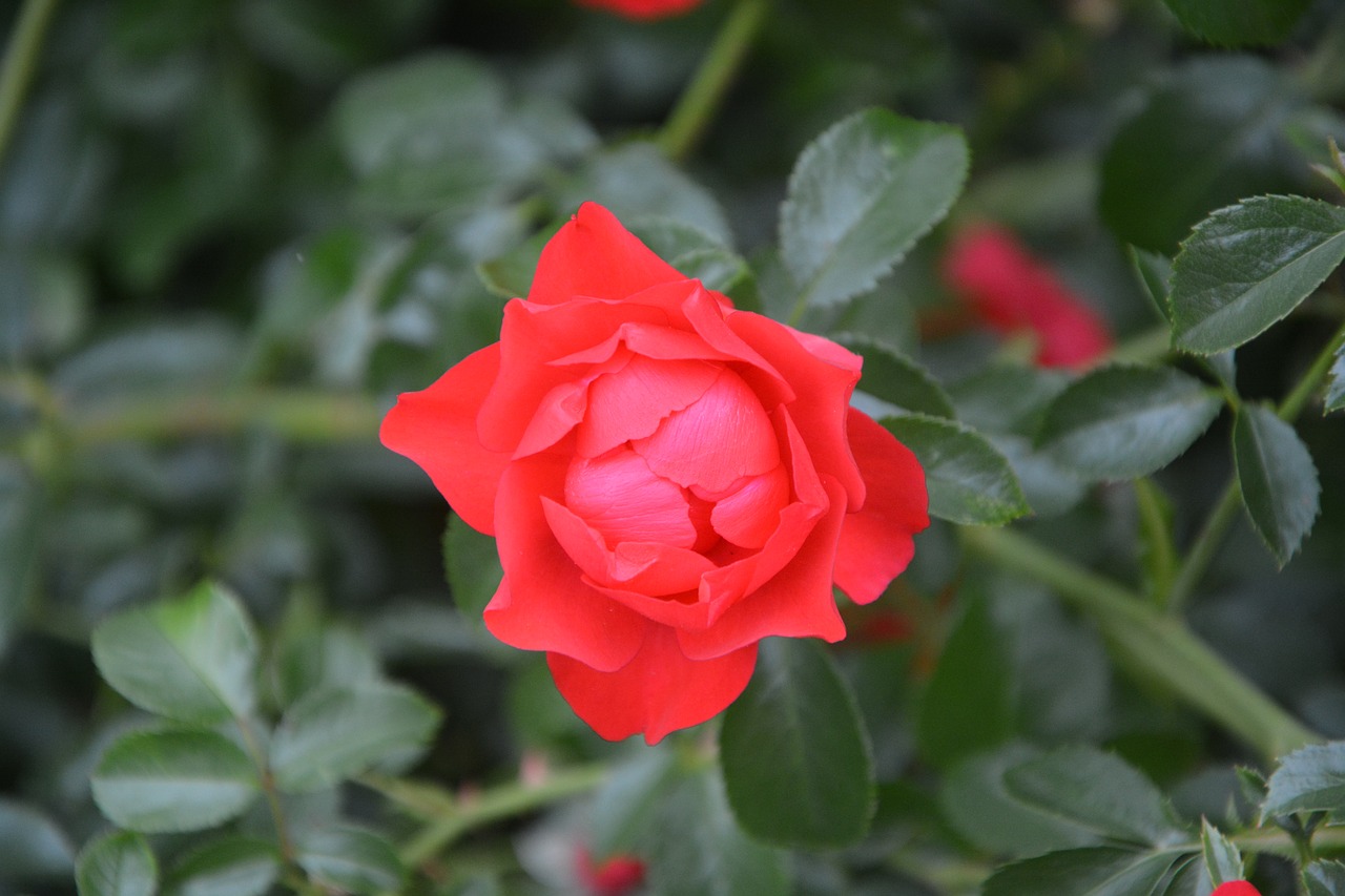 rose bud pink red free photo