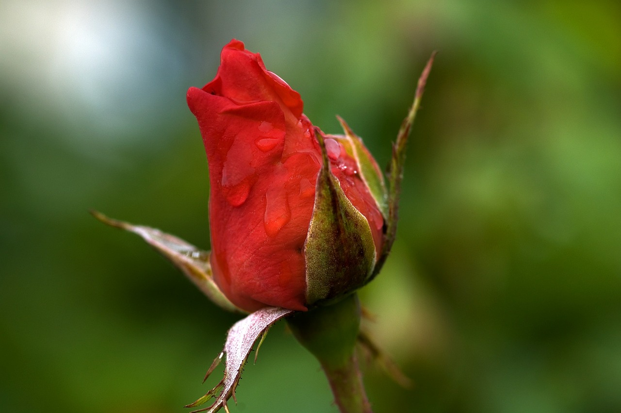 rose bud red flower free photo