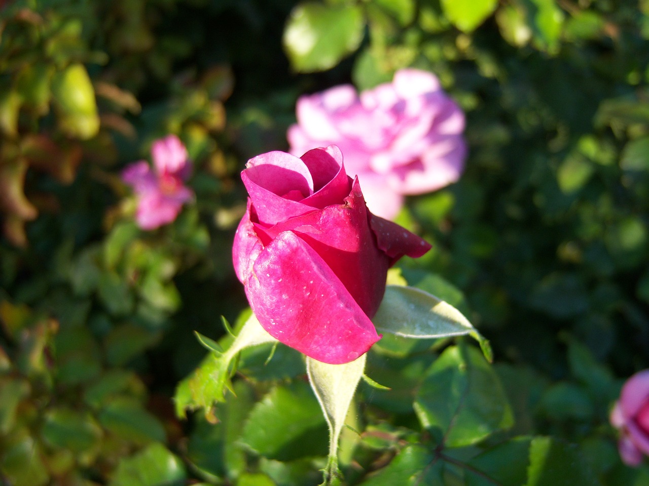 rose bud flowers bud free photo