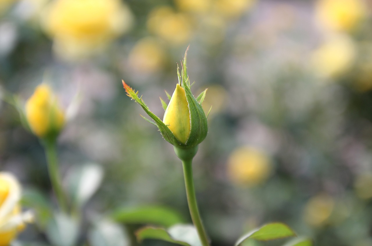 rose bud bud flower free photo